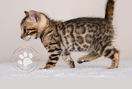 Bengal Kittens for sale near me