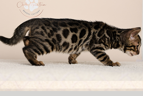 Bengal Kittens For Sale
