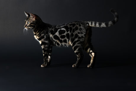 Bengal Kittens For Sale