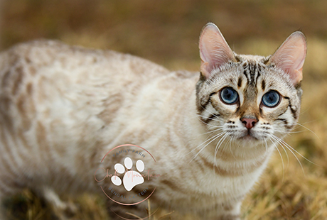 Bengal Kittens For Sale