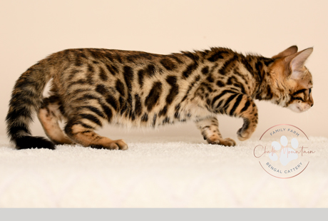 Bengal Kittens For Sale near me