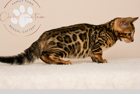 Bengal Male kitten available for sale