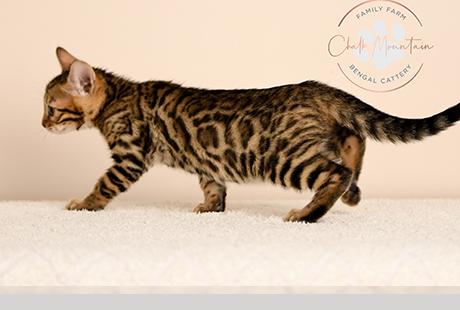 Bengal Female kitten for sale Texas