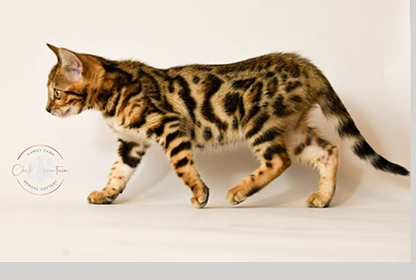 Bengal Female kitten available for sale