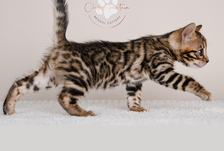 Bengal Kittens for sale near me