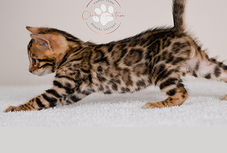 Bengal Kittens for sale near me