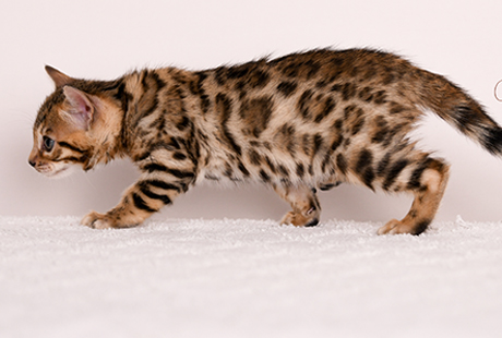 Bengal Male kitten for sale Texas