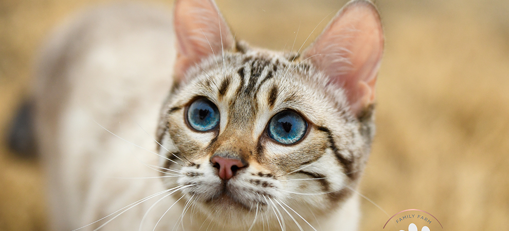 United States Best Bengal Breeder