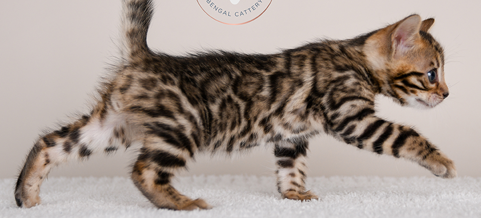 Bengal kitten for sale