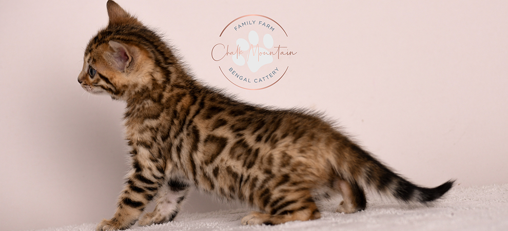 Bengal kitten for sale