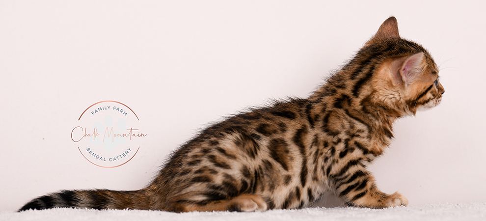 Bengal kitten for sale
