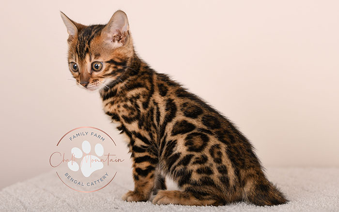 beautiful bengal kitten portrait from texas bengal breeder