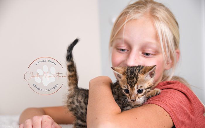Bengal kitten for sale