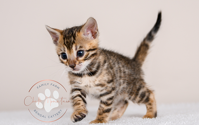Bengal kitten for sale