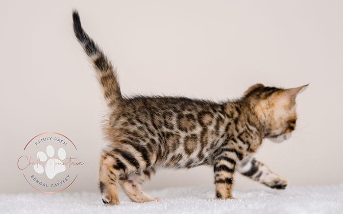 Bengal kitten for sale