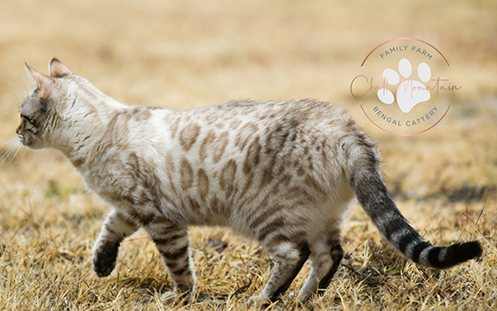 beautiful bengal kitten texas