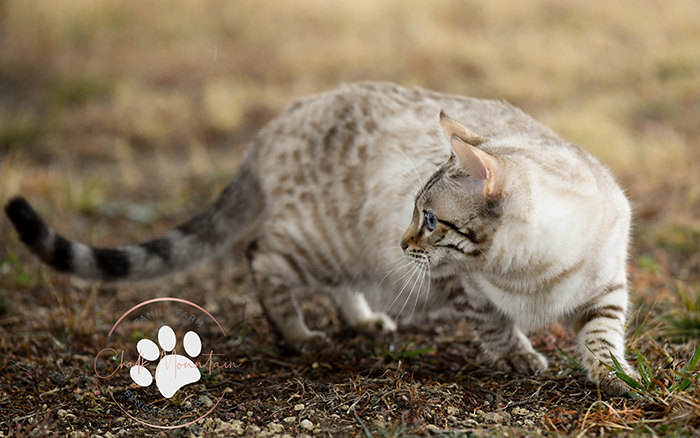 beautiful bengal kitten texas
