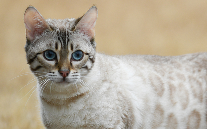beautiful bengal kitten texas