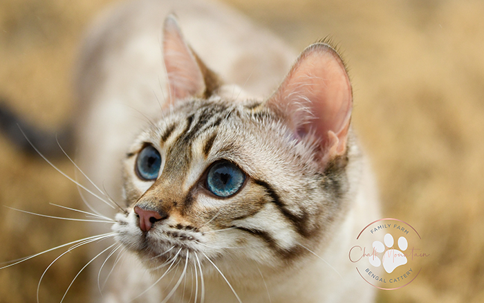 beautiful bengal kitten texas
