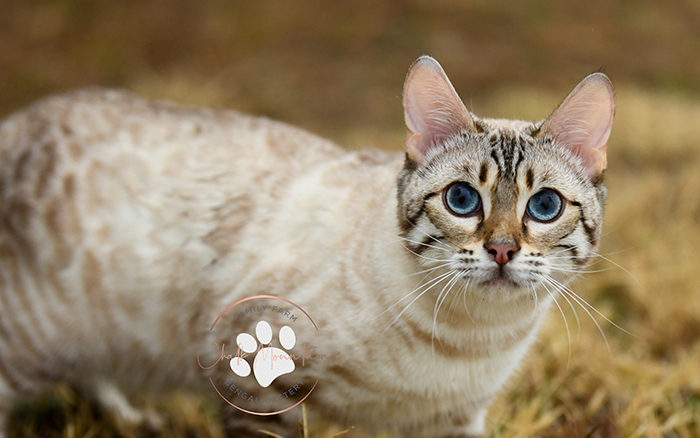 beautiful bengal kitten texas