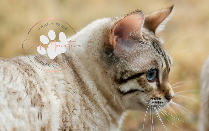 beautiful bengal kitten texas