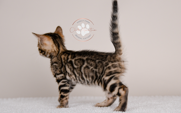 Bengal kitten for sale
