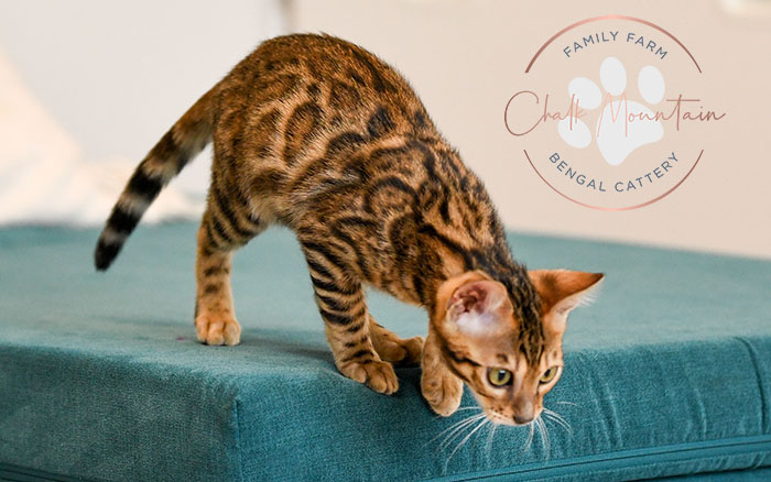 Rosetted Bengal kittens Texas breeder – exotic kittens for sale