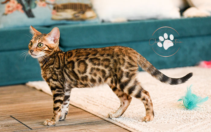 Beautiful Bengal kittens with spotted and rosetted coats in Texas