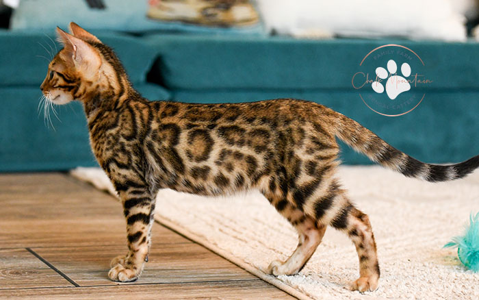 Rosetted Bengal kittens raised in Houston Texas – exotic and friendly