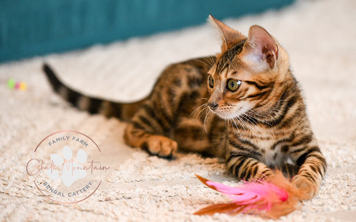 Adorable Bengal kittens for sale in Austin Texas luxury homes