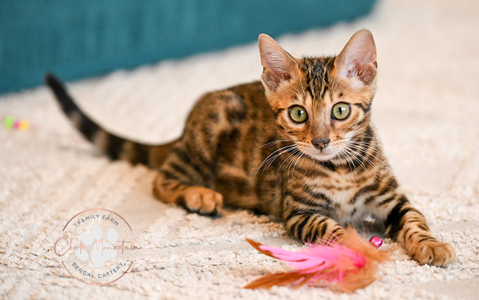 Texas breeder offering exotic Bengal cats and kittens for sale
