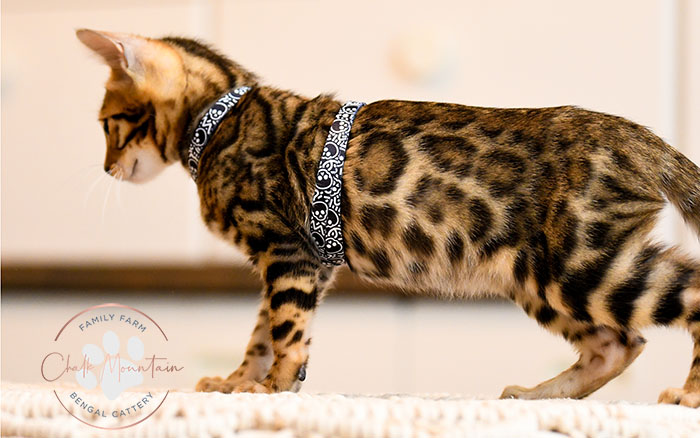Brown rosetted Bengal kitten exploring at Chalk Mountain Family Farm