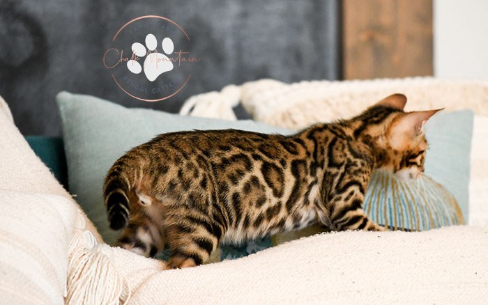 Exotic Bengal kittens raised with love at Texas Bengal cattery