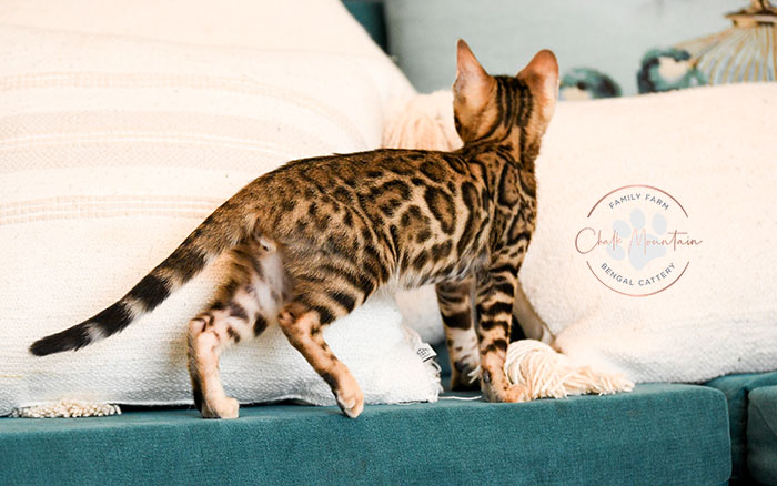 Beautiful brown rosetted Bengal kitten with striking markings Texas