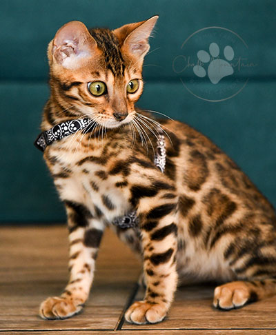 Registered Bengal breeder offering exotic Bengal kittens in Texas