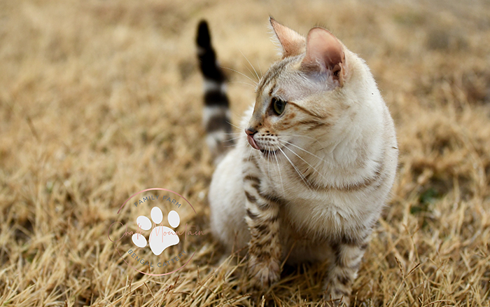 Top quality snow lynx point and snow sepia Bengal kitten mother with contrast rosettes