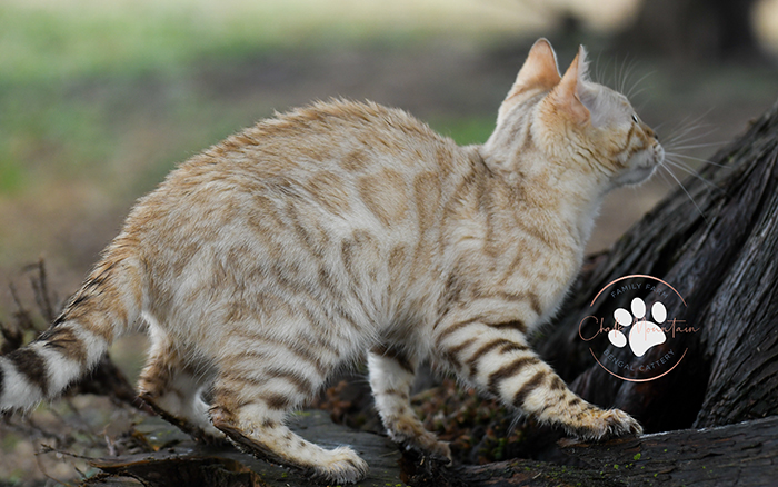 Premium TICA snow mink Bengal breeder showing mother cat with dark chocolate rosettes