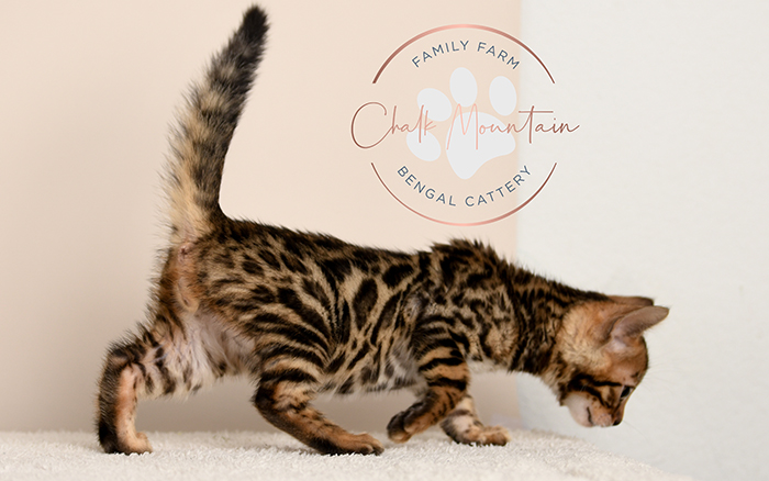 Bengal kitten for sale