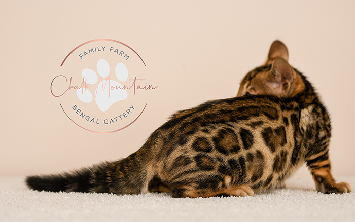 Bengal kitten for sale