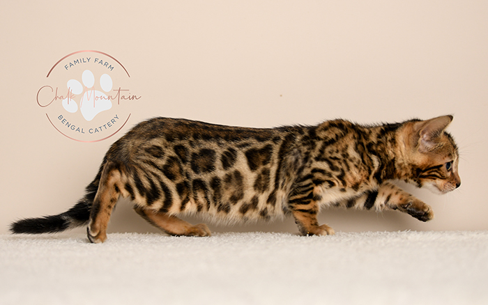 Bengal kitten for sale