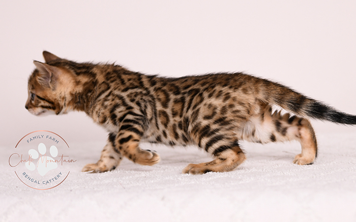 bengal kitten looking curious with ears forward