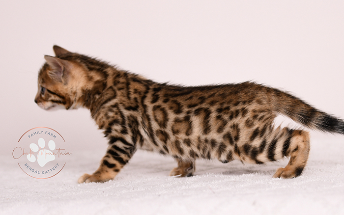 sweet bengal kitten relaxing indoors natural lighting