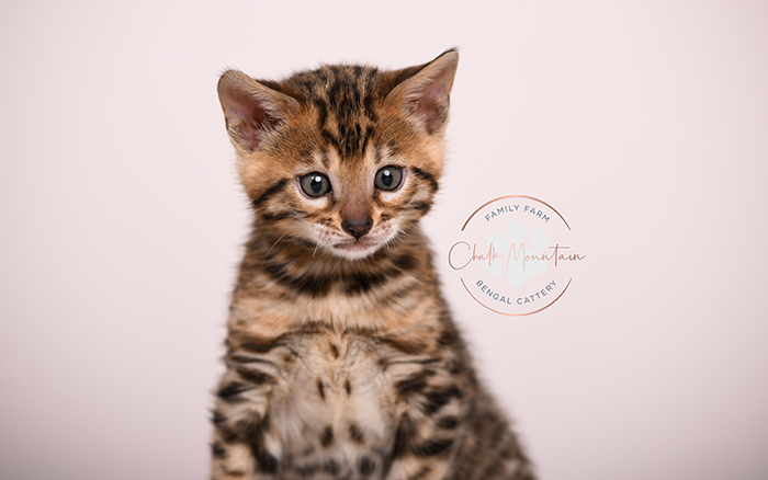 beautiful bengal kitten portrait from texas bengal breeder