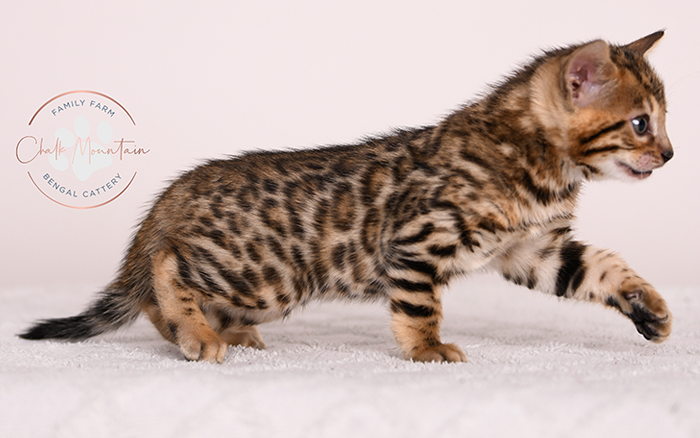 purebred bengal kitten close up showing rosette markings