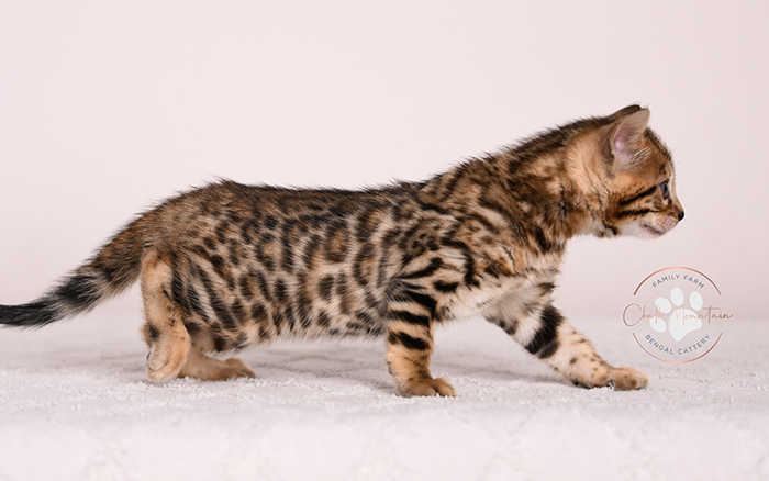bengal kitten playing indoors with bright green eyes