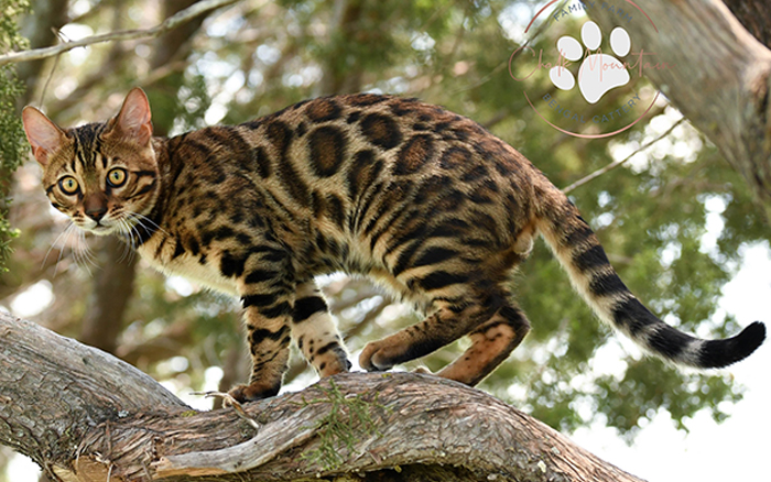 beautiful bengal kitten texas
