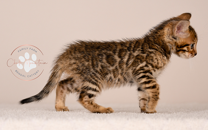 playful bengal kitten reaching forward with paw