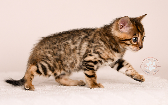baby bengal cat sitting upright showing full body markings