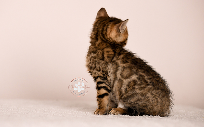 Bengal kitten for sale