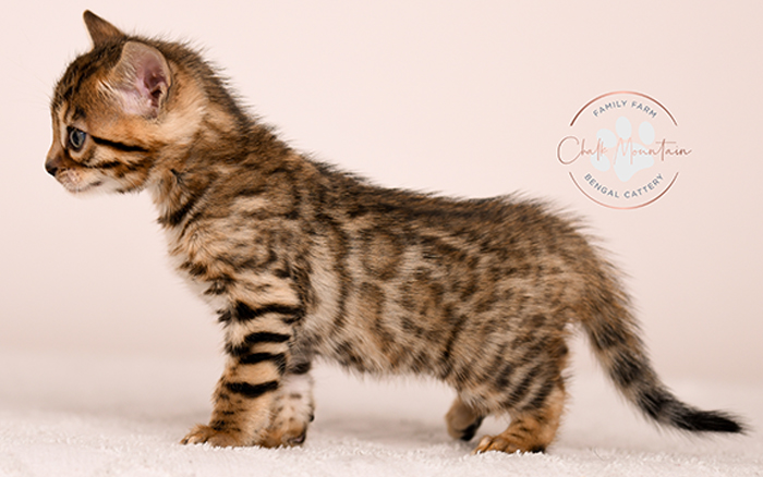 cute bengal kitten with leopard spots sitting on blanket